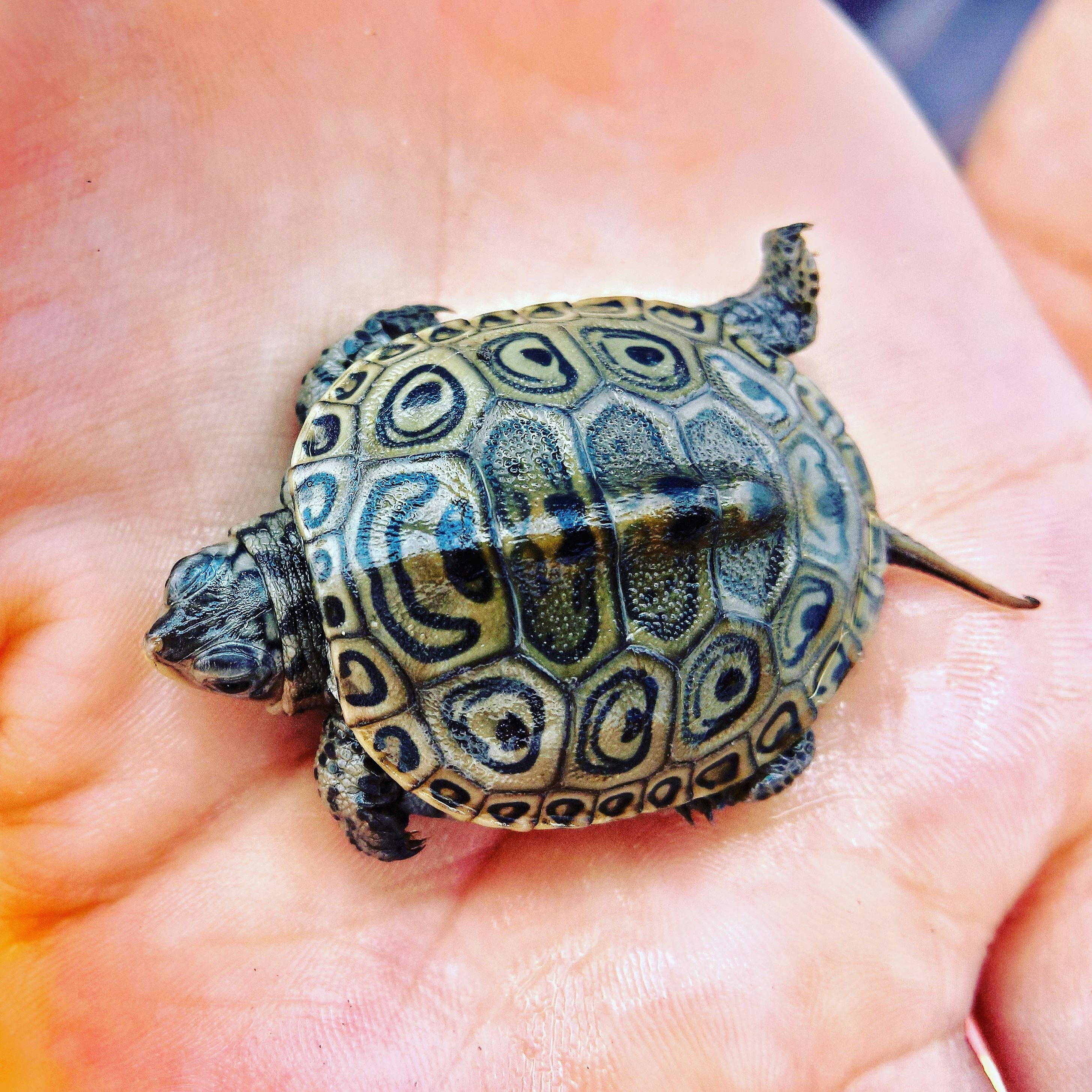 Wildlife close-up