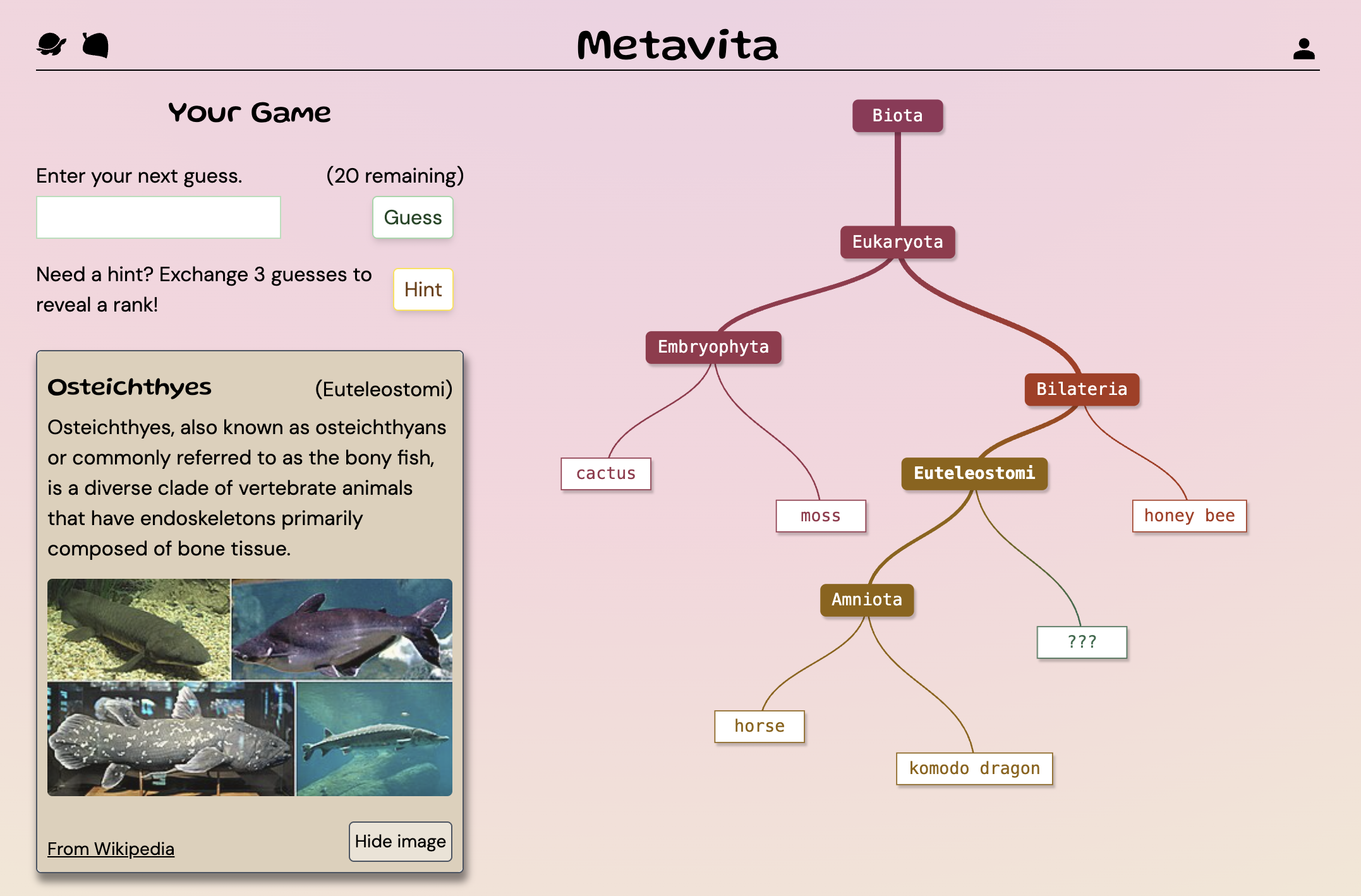 Metavita screenshot showing an animal guessing game with phylogenetic tree